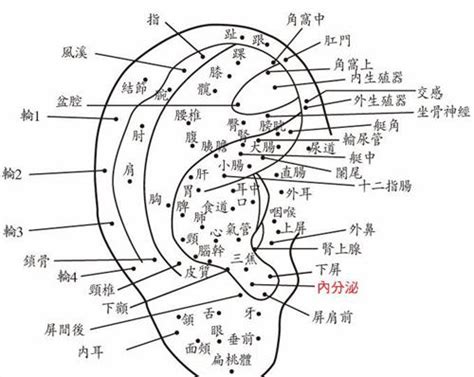 耳根痣|面相：耳朵有痣算命圖解，全位置對照，看看你是哪一。